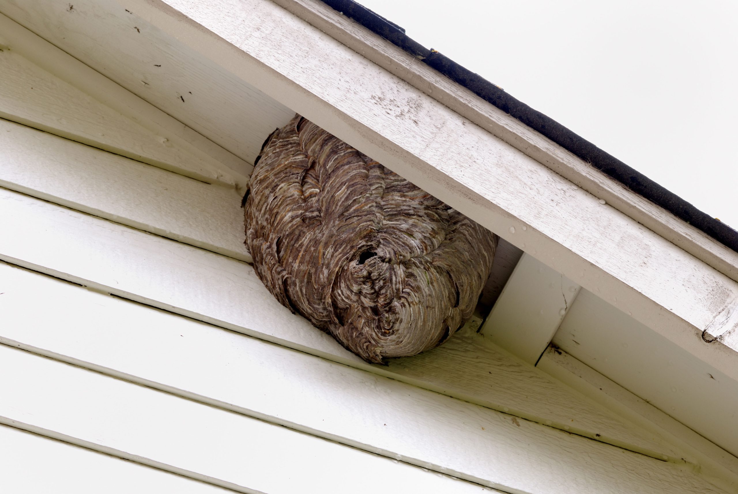 pest control greenwood indiana